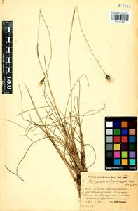 Eriophorum brachyantherum Trautv. & C.A.Mey., Siberia, Baikal & Transbaikal region (S4) (Russia)