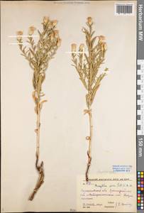 Rhaponticum repens (L.) Hidalgo, Eastern Europe, Lower Volga region (E9) (Russia)