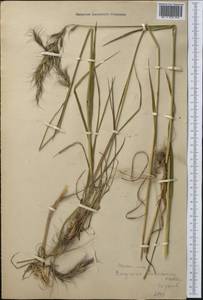 Elymus uralensis (Nevski) Tzvelev, Middle Asia, Northern & Central Tian Shan (M4) (Kyrgyzstan)