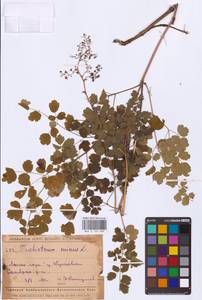 Thalictrum minus L., Eastern Europe, Middle Volga region (E8) (Russia)