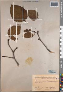 Alnus maximowiczii Callier, Siberia, Russian Far East (S6) (Russia)