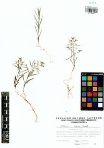 Thesium repens Ledeb., Siberia, Baikal & Transbaikal region (S4) (Russia)