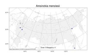 Amsinckia menziesii (Lehm.) A. Nelson & J. F. Macbr., Atlas of the Russian Flora (FLORUS) (Russia)