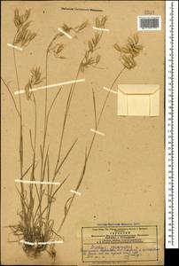 Bromus squarrosus L., Caucasus, Azerbaijan (K6) (Azerbaijan)