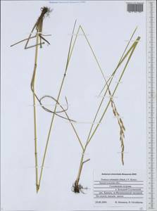 Festuca orientalis (Boiss.) B.Fedtsch., Eastern Europe, Northern region (E1) (Russia)