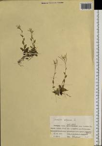 Arabis alpina L., Siberia, Western Siberia (S1) (Russia)