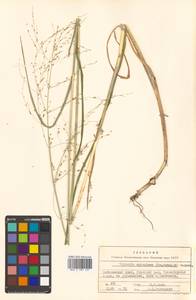 Glyceria spiculosa (F.Schmidt) Roshev. ex B.Fedtsch., Siberia, Russian Far East (S6) (Russia)