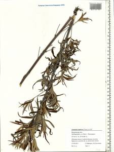 Artemisia dubia Wall. ex Besser, Eastern Europe, Moscow region (E4a) (Russia)