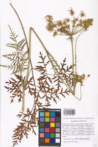 Silphiodaucus prutenicus subsp. prutenicus, Eastern Europe, Moscow region (E4a) (Russia)