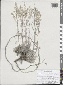 Artemisia hololeuca M.Bieb. ex Besser, Eastern Europe, Central forest-and-steppe region (E6) (Russia)