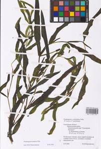 Potamogeton nodosus Poir., Eastern Europe, Western region (E3) (Russia)