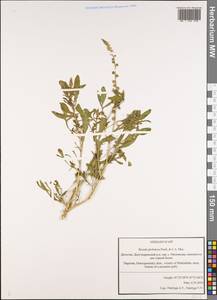 Reseda globulosa Fisch. & C. A. Mey., Caucasus, Dagestan (K2) (Russia)