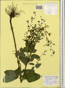 Scrophularia scopolii Hoppe, Caucasus, Stavropol Krai, Karachay-Cherkessia & Kabardino-Balkaria (K1b) (Russia)