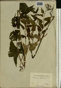 Solanum dulcamara L., Eastern Europe, Estonia (E2c) (Estonia)