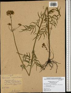 Valeriana rossica P. A. Smirn., Eastern Europe, Central region (E4) (Russia)