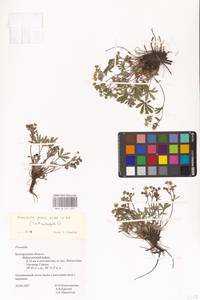 Potentilla patula Waldst. & Kit., Eastern Europe, Central forest-and-steppe region (E6) (Russia)