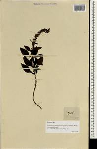 Lindenbergia philippensis (Cham. & Schltdl.) Benth., South Asia, South Asia (Asia outside ex-Soviet states and Mongolia) (ASIA) (Philippines)