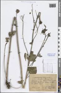 Malva thuringiaca subsp. thuringiaca, Siberia, Altai & Sayany Mountains (S2) (Russia)