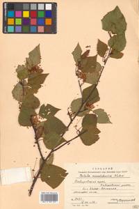 Betula pendula subsp. mandshurica (Regel) Ashburner & McAll., Siberia, Russian Far East (S6) (Russia)