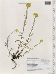 Helichrysum arenarium (L.) Moench, Eastern Europe, Central region (E4) (Russia)