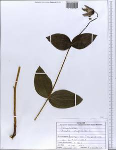 Clematis integrifolia L., Eastern Europe, North Ukrainian region (E11) (Ukraine)