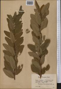 Spiraea douglasii Hook., Botanic gardens and arboreta (GARD) (Russia)