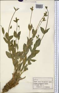 Silene, Middle Asia, Pamir & Pamiro-Alai (M2) (Tajikistan)