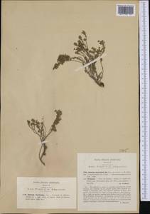 Micromeria graeca subsp. fruticulosa (Bertol.) Guinea, Western Europe (EUR) (Italy)