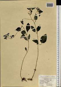 Hylotelephium viviparum (Maxim.) H. Ohba, Siberia, Russian Far East (S6) (Russia)