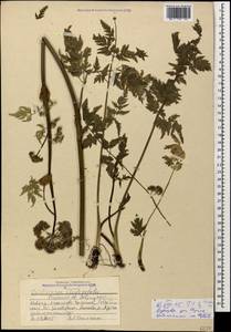 Selinum rhodopetalum (Pimenov & Kljuykov) Hand, Caucasus, Stavropol Krai, Karachay-Cherkessia & Kabardino-Balkaria (K1b) (Russia)