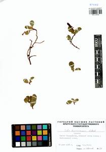 Salix turczaninowii Lacksch., Siberia, Baikal & Transbaikal region (S4) (Russia)