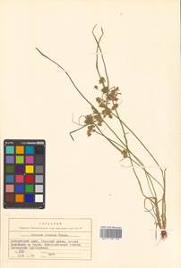 Cyperus limosus Maxim., Siberia, Russian Far East (S6) (Russia)