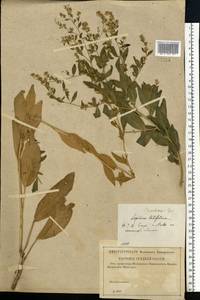 Lepidium latifolium L., Eastern Europe, Central forest-and-steppe region (E6) (Russia)