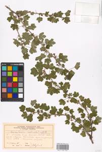 Ribes uva-crispa var. sativum DC., Eastern Europe, Moscow region (E4a) (Russia)