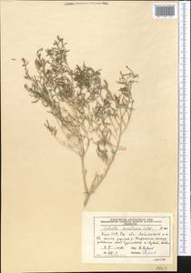 Oreosalsola montana (Litv.) Akhani, Middle Asia, Western Tian Shan & Karatau (M3) (Kyrgyzstan)