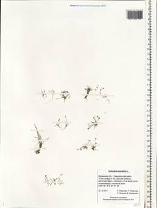 Subularia aquatica L., Eastern Europe, Northern region (E1) (Russia)