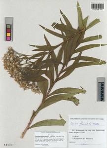 Senecio sarracenicus L., Siberia, Altai & Sayany Mountains (S2) (Russia)