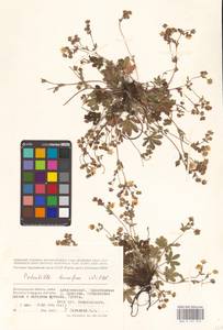 Potentilla humifusa Willd. ex D. F. K. Schltdl., Eastern Europe, Lower Volga region (E9) (Russia)