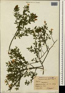 Chrysojasminum fruticans (L.) Banfi, Crimea (KRYM) (Russia)