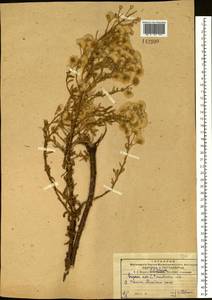 Erigeron acris subsp. kamtschaticus (DC.) H. Hara, Siberia, Russian Far East (S6) (Russia)