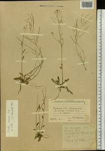 Arabidopsis arenosa subsp. arenosa, Eastern Europe, West Ukrainian region (E13) (Ukraine)