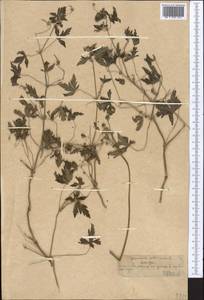 Geranium sibiricum L., Middle Asia, Northern & Central Tian Shan (M4) (Kazakhstan)