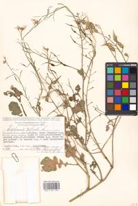 Raphanus sativus L., Eastern Europe, Moscow region (E4a) (Russia)