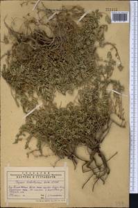 Thymus kotschyanus Boiss. & Hohen., Middle Asia, Western Tian Shan & Karatau (M3) (Kazakhstan)