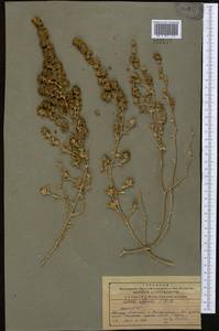 Pyankovia affinis (C. A. Mey. ex Schrenk) Mosyakin & Roalson, Middle Asia, Northern & Central Tian Shan (M4) (Kazakhstan)