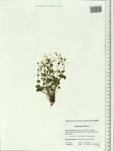 Saxifraga sibirica L., Siberia, Baikal & Transbaikal region (S4) (Russia)