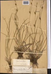 Carex diluta M.Bieb., Middle Asia, Dzungarian Alatau & Tarbagatai (M5) (Kazakhstan)