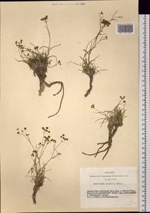 Bupleurum pusillum Krylov, Siberia, Altai & Sayany Mountains (S2) (Russia)