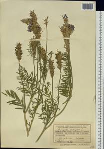 Astragalus onobrychis L., Siberia, Western Siberia (S1) (Russia)