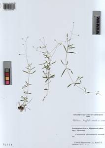 KUZ 003 850, Stellaria longifolia (Regel) Muhl. ex Willd., Siberia, Altai & Sayany Mountains (S2) (Russia)